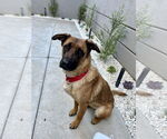 Small German Shepherd Dog Mix