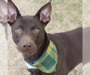 Labrador Retriever-Unknown Mix Dogs for adoption in San Antonio, TX, USA