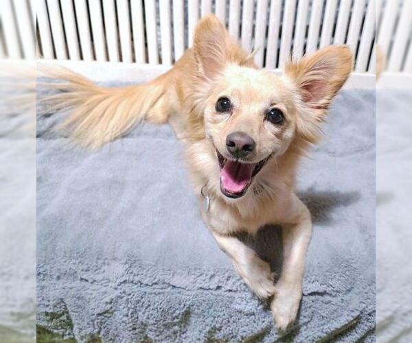 Medium Photo #4 Chiranian Puppy For Sale in Tustin, CA, USA