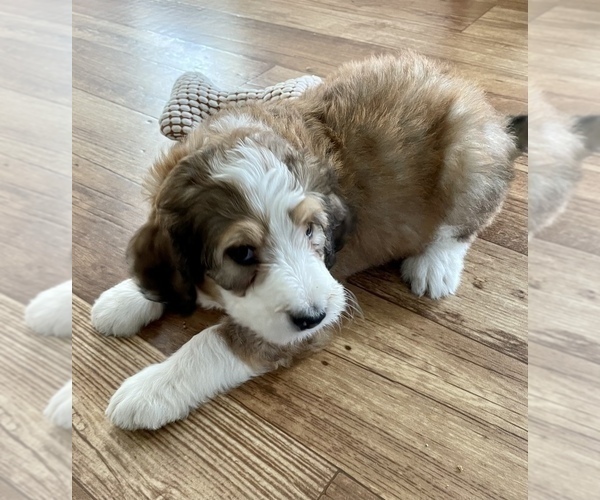 Medium Photo #1 Bernedoodle-Poogle Mix Puppy For Sale in NAVARRE, OH, USA