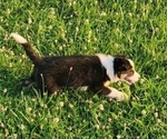 Small Photo #6 Border Collie Puppy For Sale in BLAKESBURG, IA, USA
