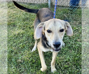 Ravioli - Male Whipbeagle Dog for Adoption - Photo #3
