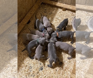 Weimaraner Puppy for sale in CALDWELL, OH, USA