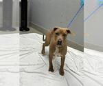 Small Great Dane Mix