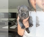 Small #6 French Bulldog