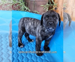 Mastiff Puppy for Sale in CABOOL, Missouri USA