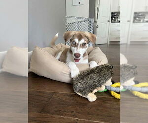 Huskies -Unknown Mix Dogs for adoption in Wyoming, MI, USA