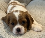 Puppy Puppy 1 Cavalier King Charles Spaniel