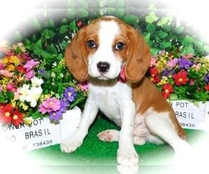 Beaglier Puppy for sale in HAMMOND, IN, USA