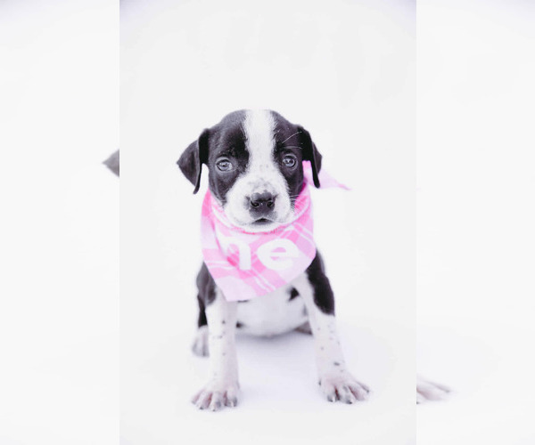Medium Photo #6 American Staffordshire Terrier-Labrador Retriever Mix Puppy For Sale in Princeton, MN, USA