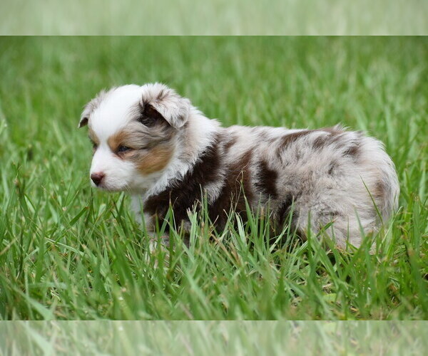 Medium Photo #2 Miniature Australian Shepherd Puppy For Sale in PALM COAST, FL, USA