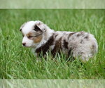 Small #1 Miniature Australian Shepherd
