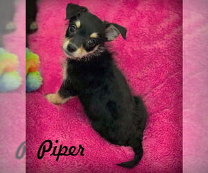 Chiweenie Dogs for adoption in Chino Hills, CA, USA