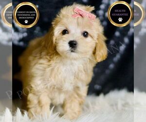Maltipoo Puppy for sale in WARSAW, IN, USA