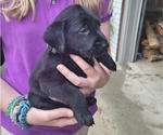 Small Photo #19 Labrador Retriever Puppy For Sale in BONAIRE, GA, USA