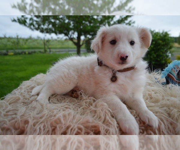 Medium Photo #4 English Shepherd Puppy For Sale in HONEY BROOK, PA, USA