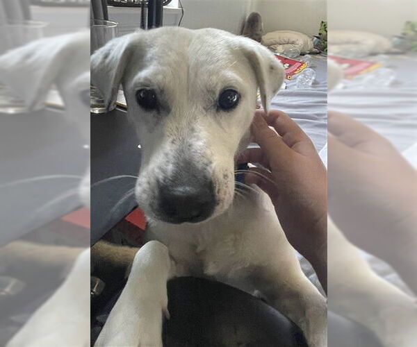 Medium Photo #2 Labrador Retriever-Unknown Mix Puppy For Sale in San Bernardino, CA, USA