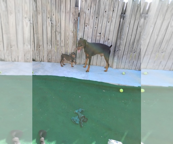Medium Photo #9 Doberman Pinscher Puppy For Sale in DAVENPORT, FL, USA