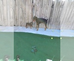 Litter of 2 - Male(s) and Female(s) Doberman PinscherLitter of Puppies for Sale - Photo #9