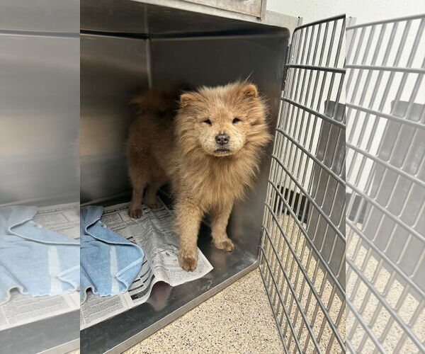 Medium Photo #2 Chow Chow-Unknown Mix Puppy For Sale in Grafton, WI, USA