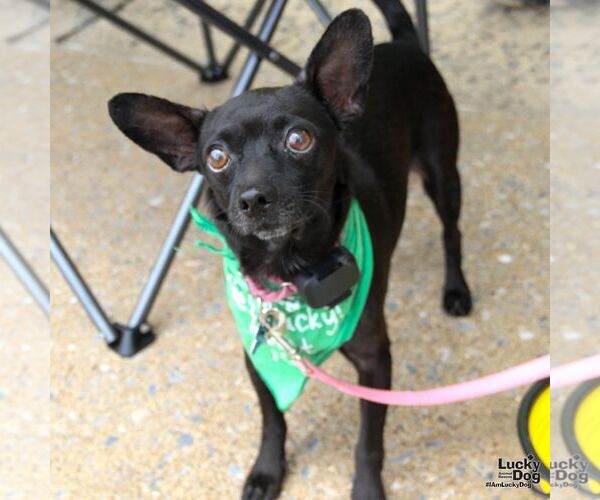 Medium Photo #7 Chihuahua-Unknown Mix Puppy For Sale in Washington, DC, USA