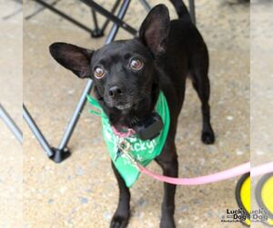 Sauce - Male Chihuahua-Unknown Mix Dog for Adoption - Photo #7