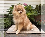 Small #4 Pomeranian
