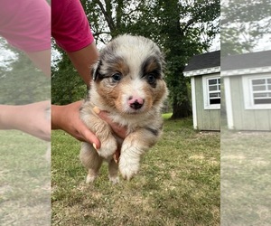 Miniature Australian Shepherd Puppy for sale in SILEX, MO, USA