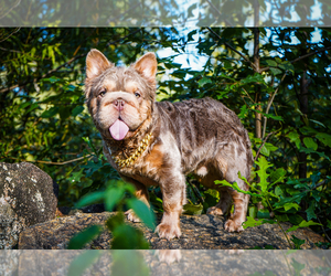 Father of the French Bulldog puppies born on 12/05/2024