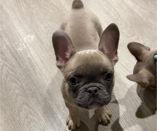 Medium Photo #5 French Bulldog Puppy For Sale in SACRAMENTO, CA, USA