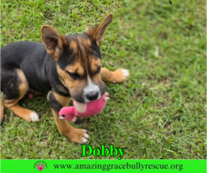 Dobby - Male American Staffordshire Terrier-Unknown Mix Dog for Adoption - Photo #3