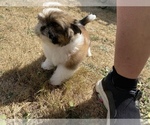 Small Photo #57 Shih Tzu Puppy For Sale in VENETA, OR, USA