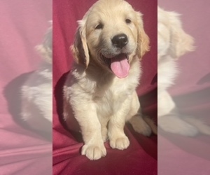 Golden Retriever Puppy for sale in SANTA ANA, CA, USA