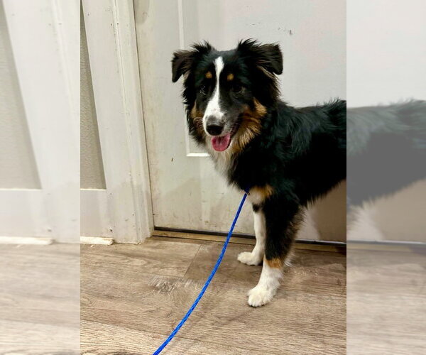 Medium Photo #2 Australian Shepherd-Unknown Mix Puppy For Sale in Canton, CT, USA