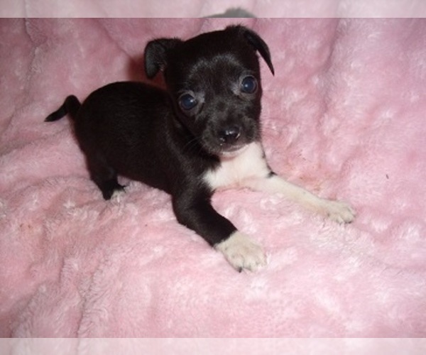 Medium Photo #2 Chihuahua Puppy For Sale in JACKSON, MS, USA