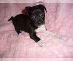 Small #1 Chihuahua