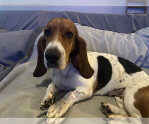 Basset Hound Dogs for adoption in Petaluma, CA, USA