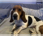 Small Basset Hound