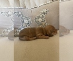 Small Photo #5 Dachshund Puppy For Sale in NEW PORT RICHEY, FL, USA