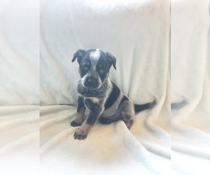 Australian Cattle Dog Puppy for sale in MANILA, KY, USA