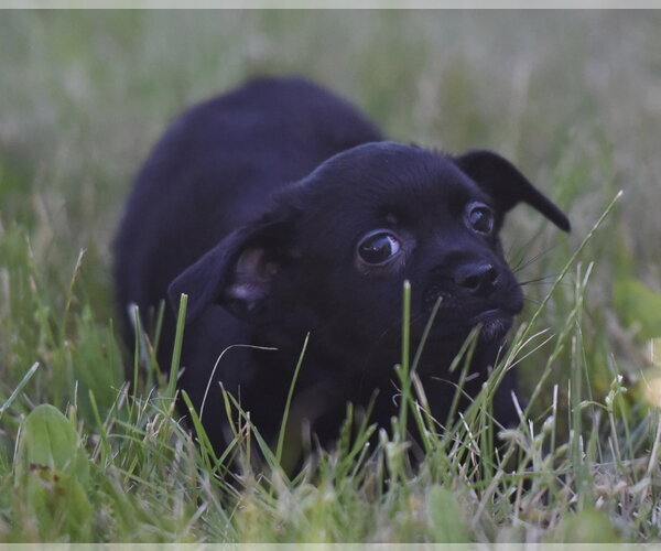 Medium Photo #3 Chihuahua Puppy For Sale in Mechanicsburg, PA, USA