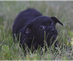 Small #2 Chihuahua