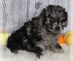 Small #5 Cavapoo-Poodle (Standard) Mix