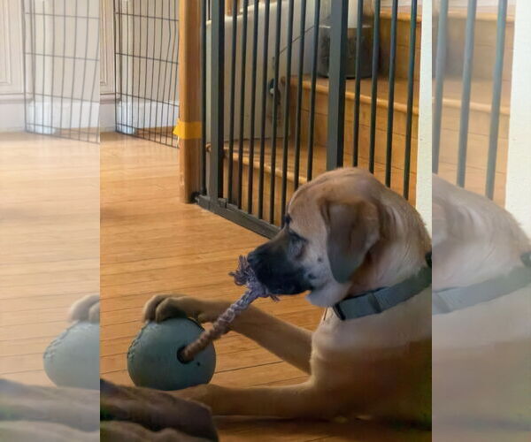 Medium Photo #12 Mastiff-Unknown Mix Puppy For Sale in Goodyear, AZ, USA