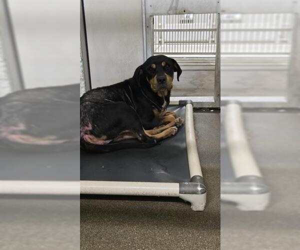 Medium Photo #1 Rottweiler-Unknown Mix Puppy For Sale in Stockton, CA, USA