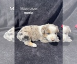 Small #1 Australian Shepherd