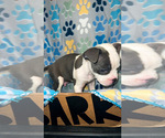 Small Photo #6 American Bully Puppy For Sale in JERSEY CITY, NJ, USA