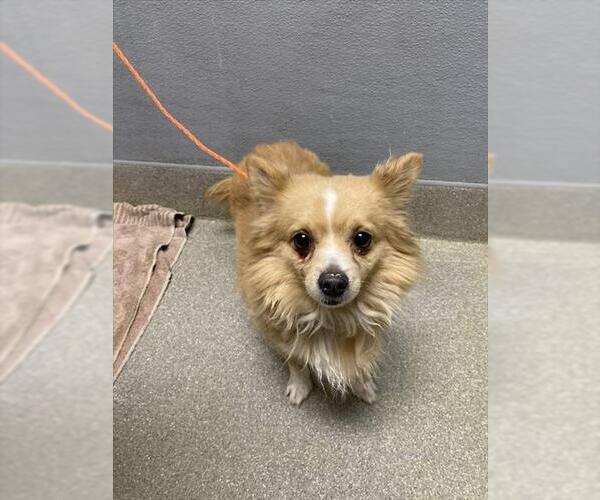 Medium Photo #1 Pomeranian-Unknown Mix Puppy For Sale in Las Vegas, NV, USA