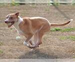 Small #1 Basenji-Labrador Retriever Mix