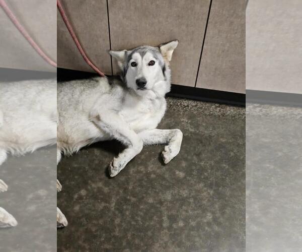 Medium Photo #3 Siberian Husky-Unknown Mix Puppy For Sale in Rockwall, TX, USA